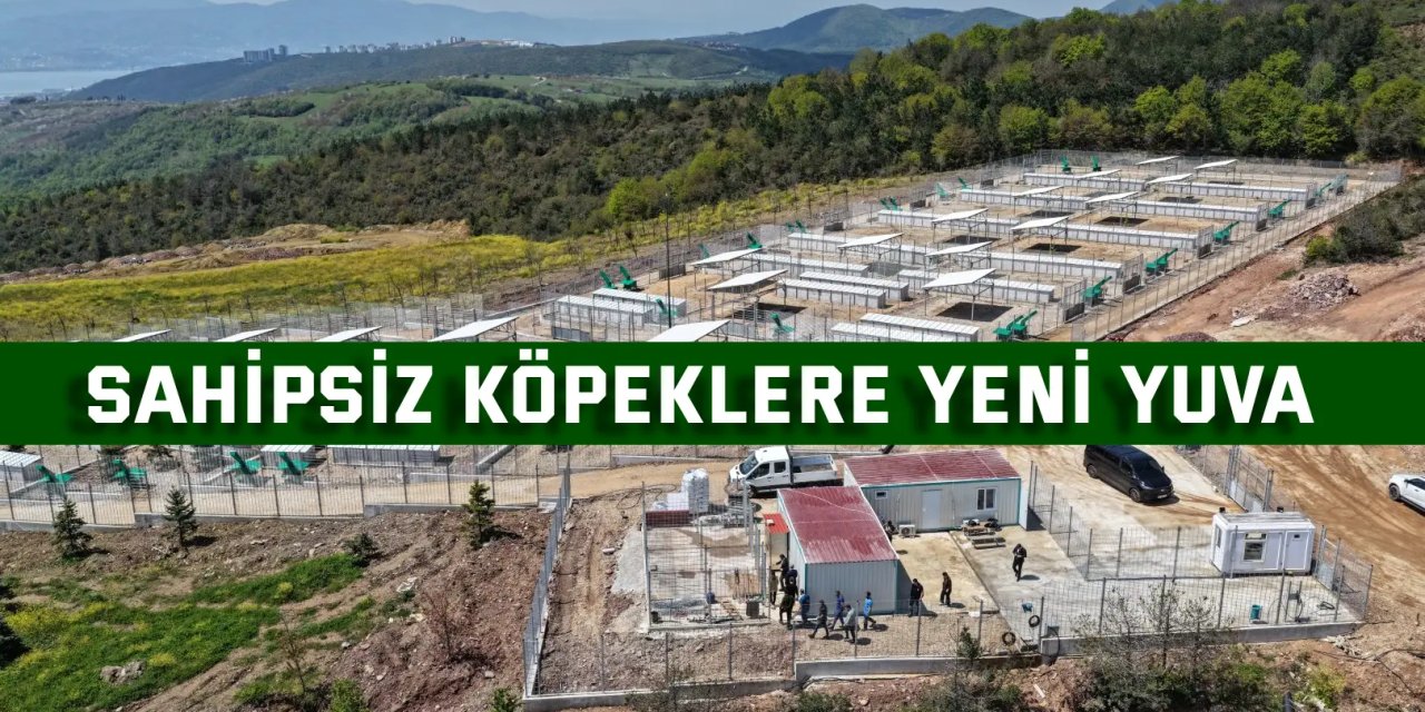 Büyükşehir’den sahipsiz köpeklere yeni yuva