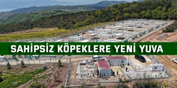 Büyükşehir’den sahipsiz köpeklere yeni yuva