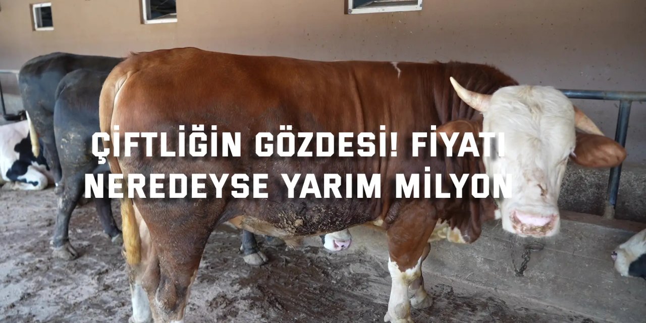 Çiftliğin gözdesi! Fiyatı neredeyse yarım milyon