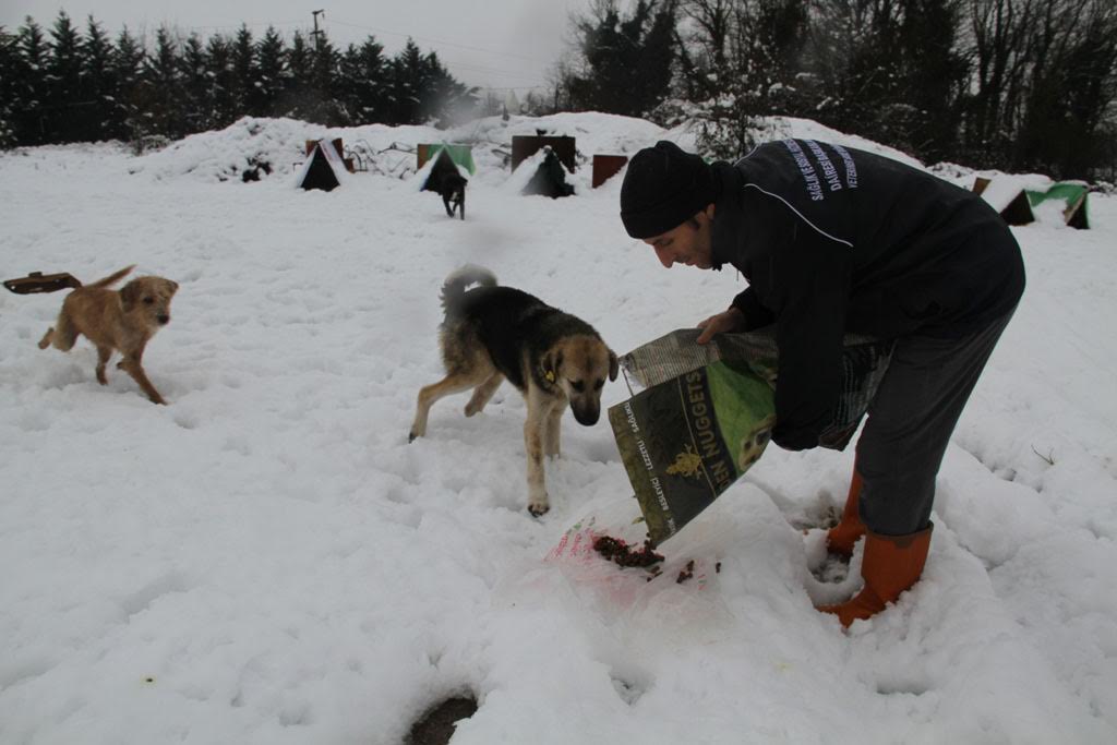 Sokak hayvanlarına şefkat eli uzandı