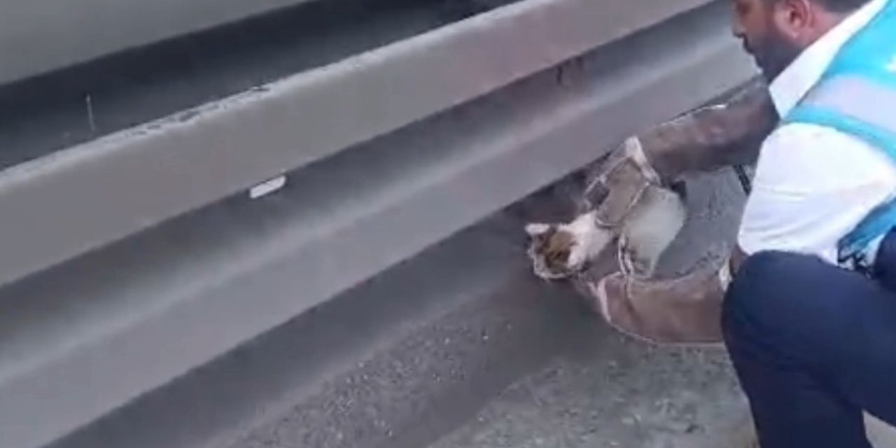 İETT ekipleri metrobüs hattına giren 2 yavru kediyi kurtardı