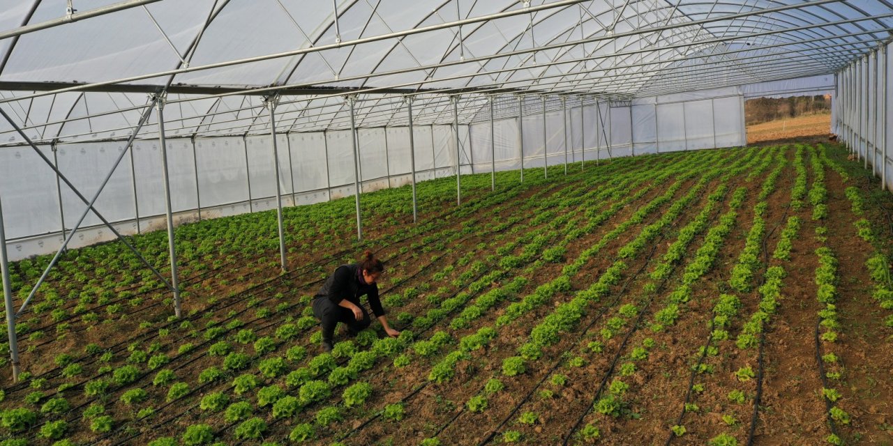 Kocaeli’de seracılık,  yaygınlaşıyor