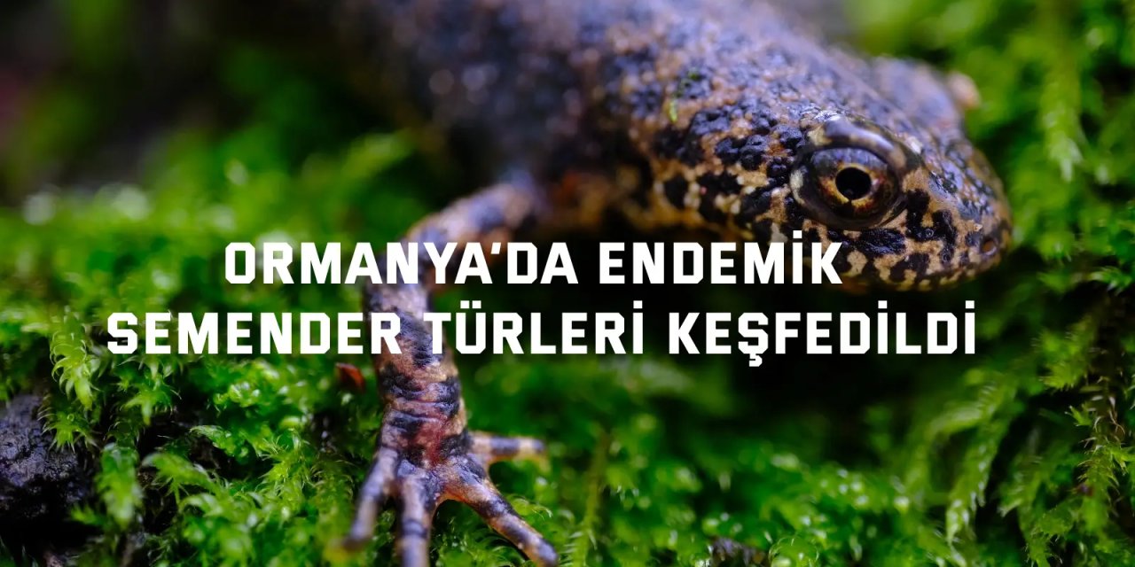 Ormanya’da endemik  semender türleri keşfedildi