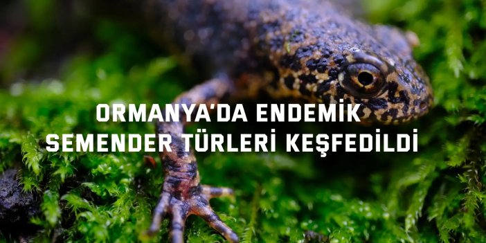 Ormanya’da endemik  semender türleri keşfedildi