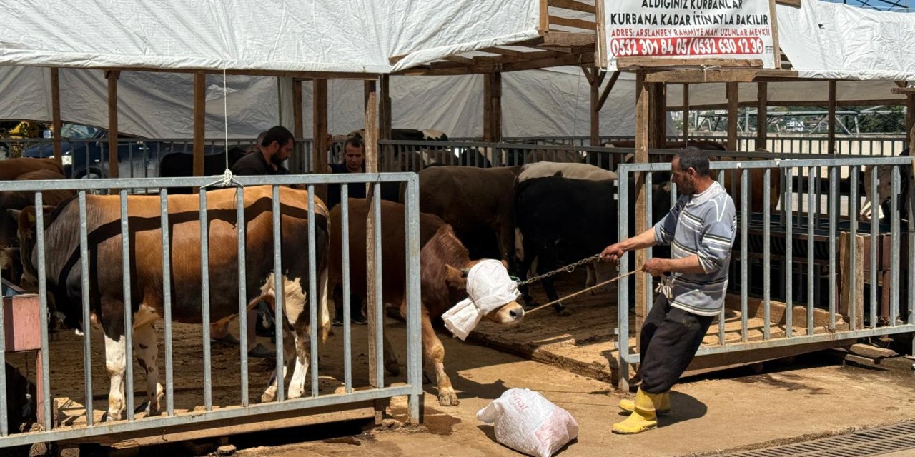 Hayvan Pazarı’nda kurbanlık satışları sürüyor