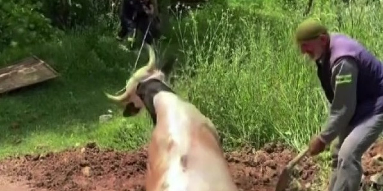 Çukura düşen büyükbaş hayvan operasyonla kurtarıldı