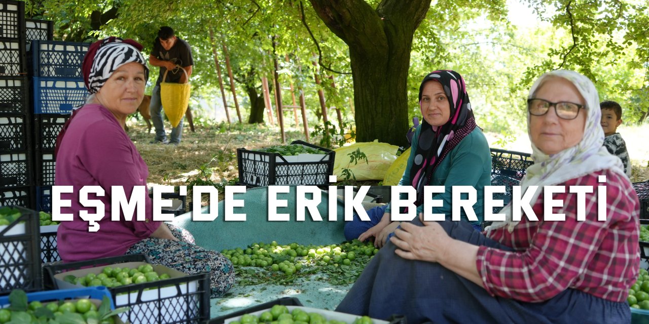 Lezzetiyle ünlü Eşme eriğinde yüksek rekolte fiyatları düşürdü