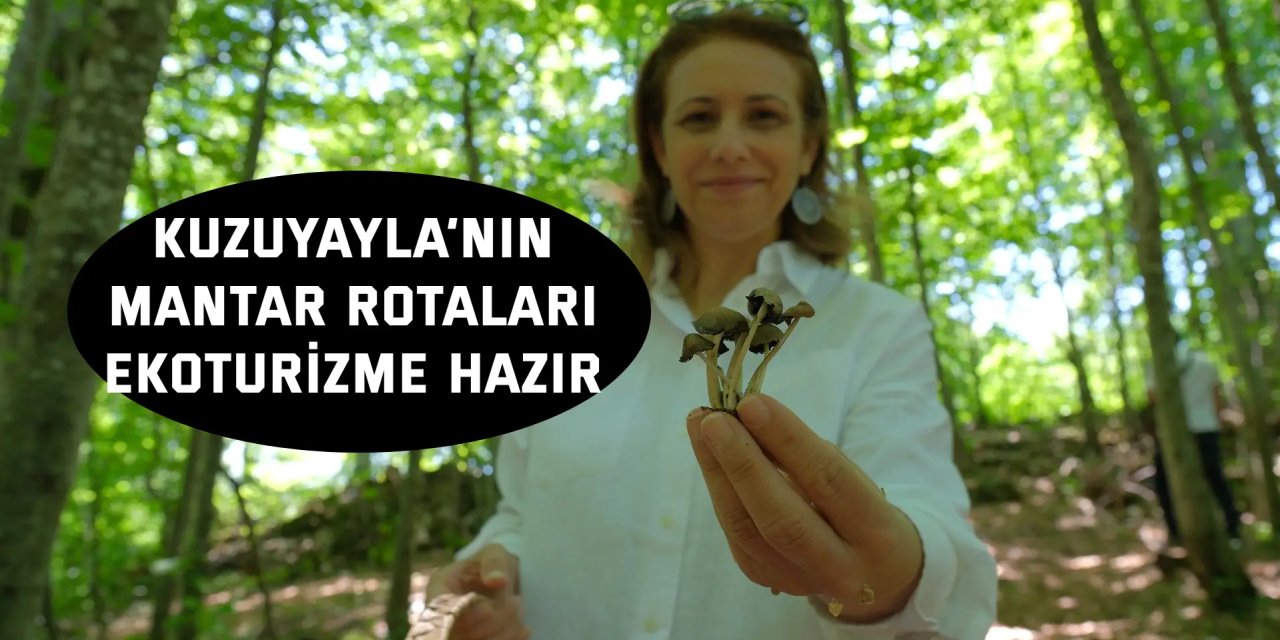Kuzuyayla’nın mantar rotaları ekoturizme hazır