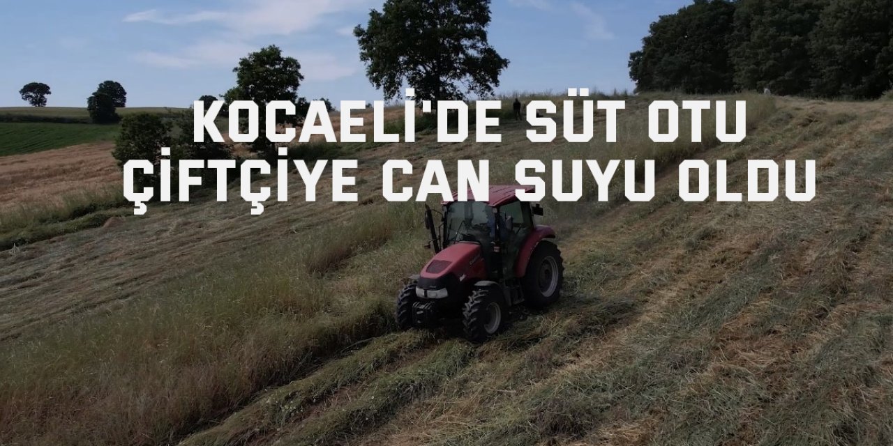 Kocaeli'de süt otu çiftçiye can suyu oldu