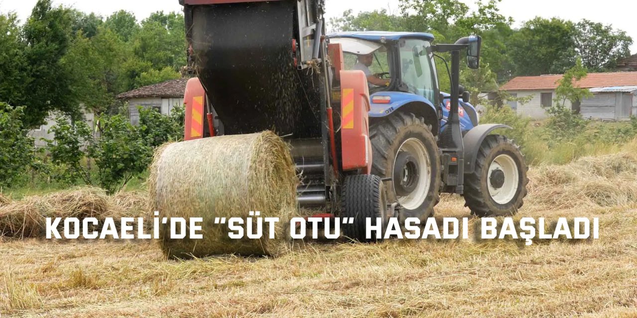 Kocaeli’de “süt otu” hasadı başladı