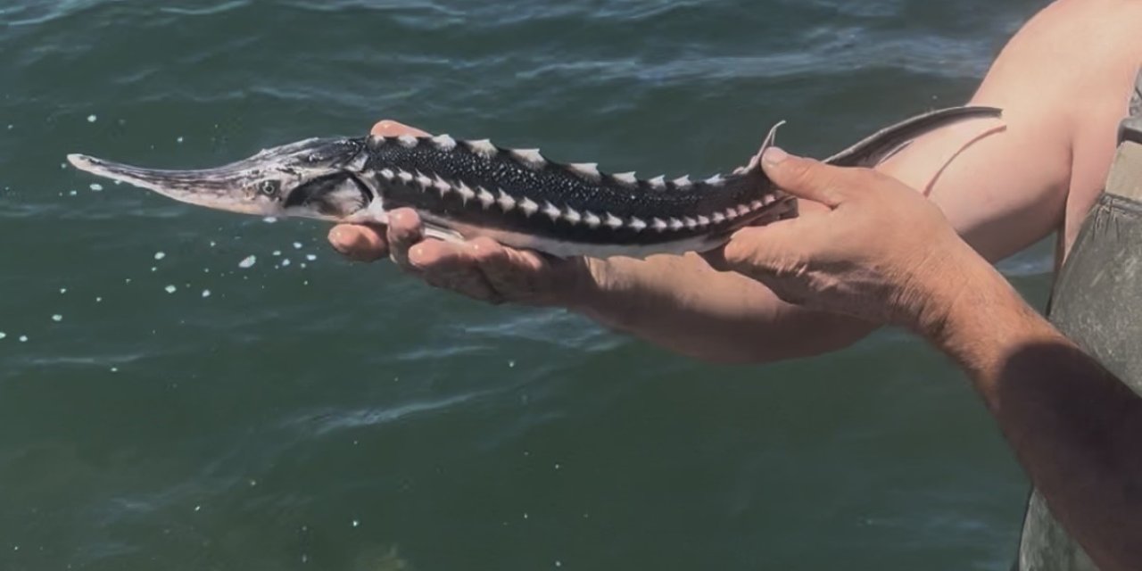 Ağlara takılan mersin balığı yeniden denize salındı
