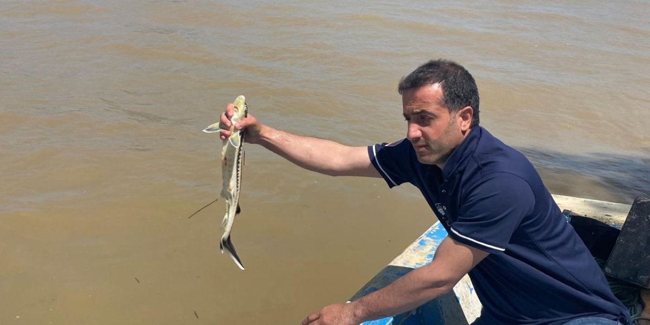 GTÜ Sakarya Nehri'nde  Mersin Balıklarını İzliyor