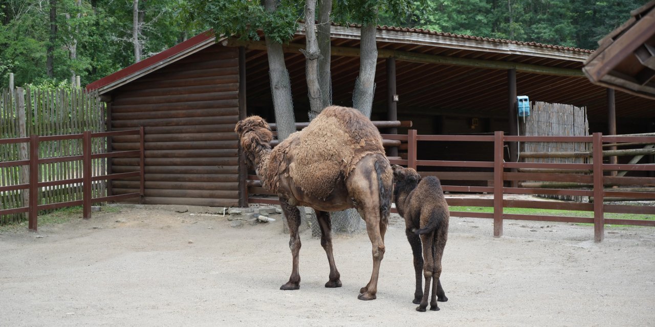Ormanya'nın yeni üyesi  "Kıvırcık" ilgi odağı oldu