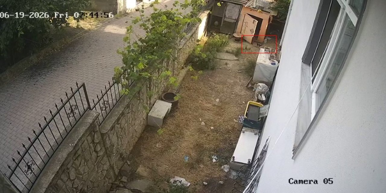 Karganın yumurta hırsızlığı