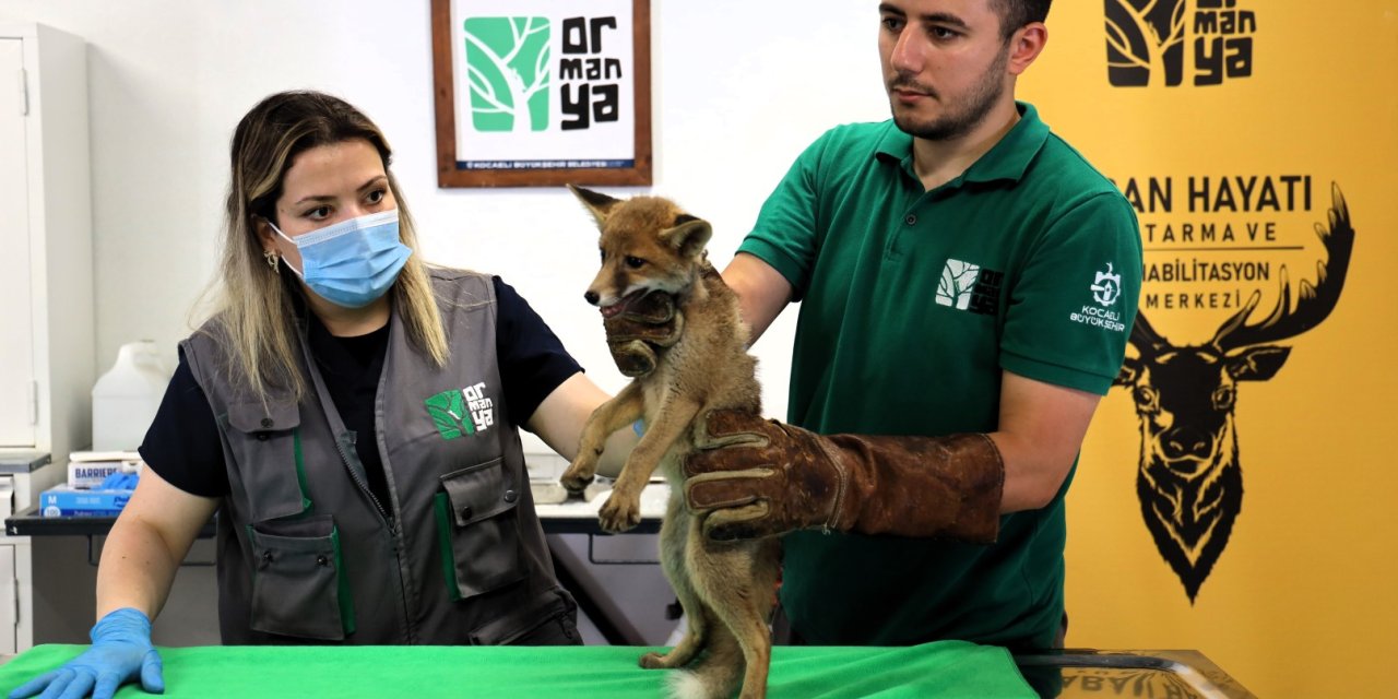 Yavru tilki Ormanya’da şifa buluyor