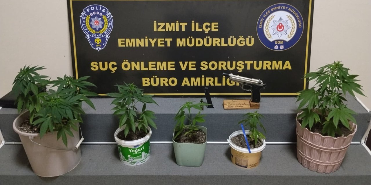 Saksılara kenevir ekip balkonda büyüttü!
