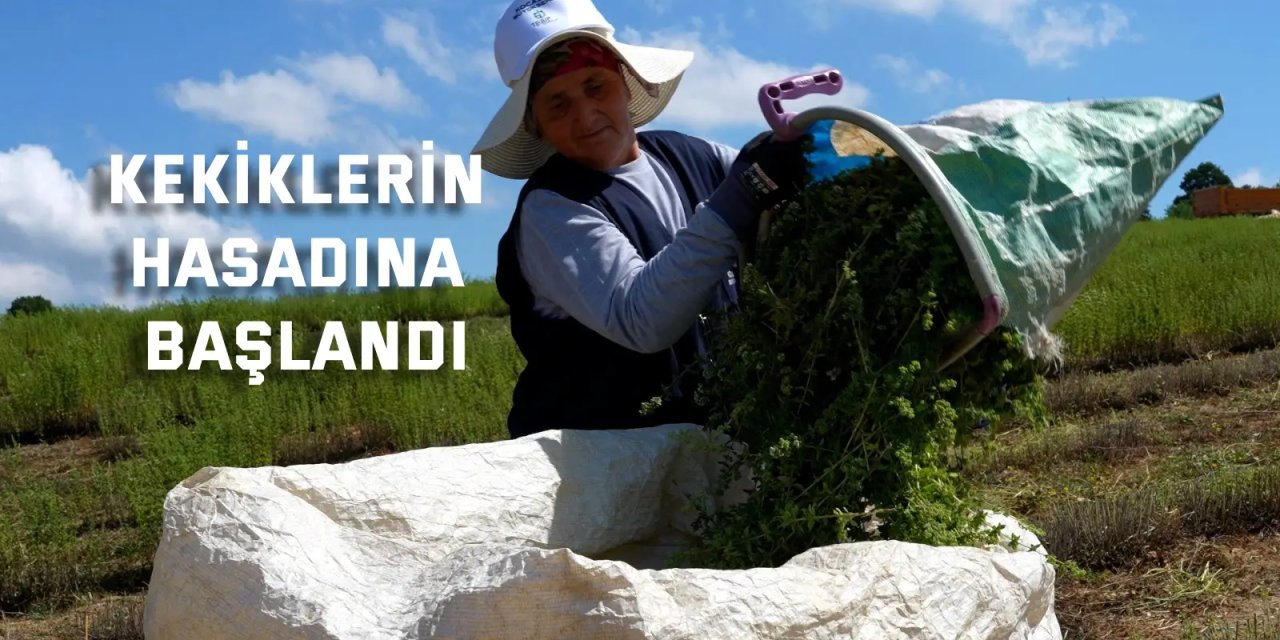 Kekiklerin hasadına başlandı