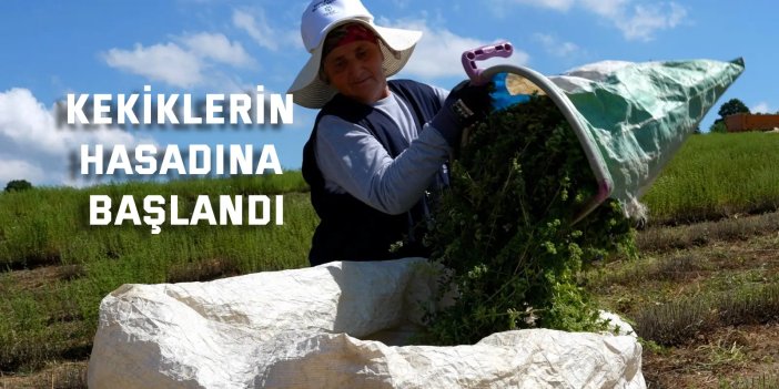 Kekiklerin hasadına başlandı