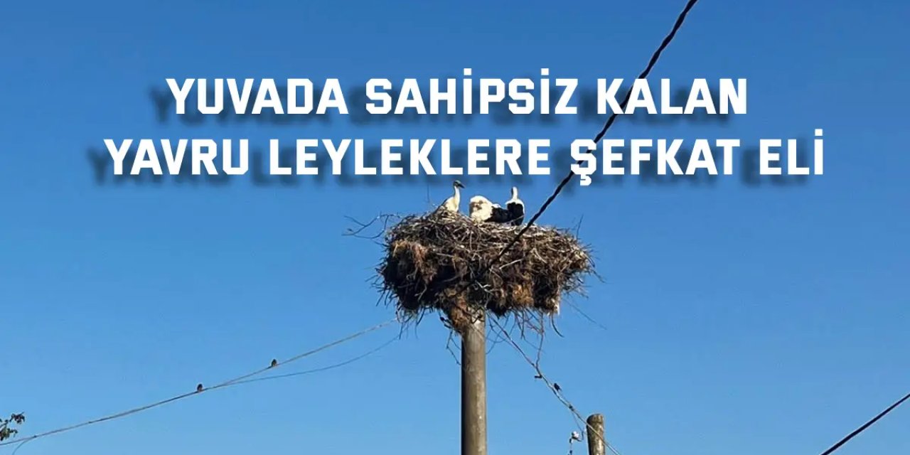 Yuvada sahipsiz kalan yavru leyleklere şefkat eli