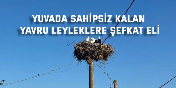 Yuvada sahipsiz kalan yavru leyleklere şefkat eli