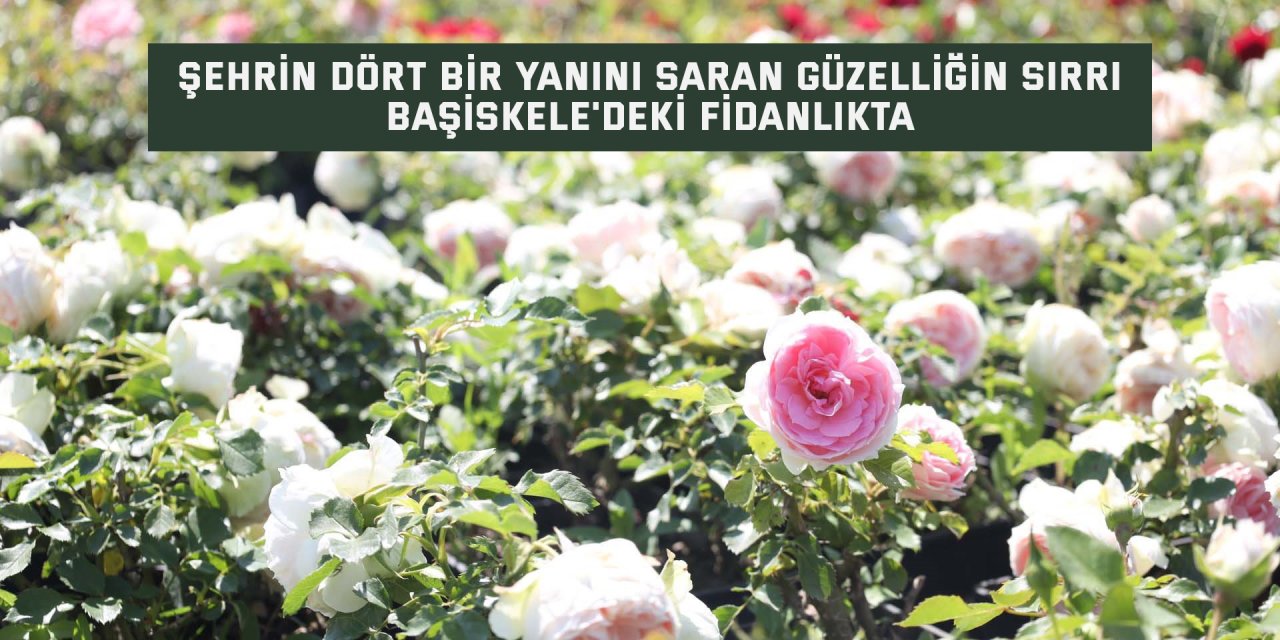 Şehrin dört bir yanını saran güzelliğin sırrı Başiskele'deki fidanlıkta