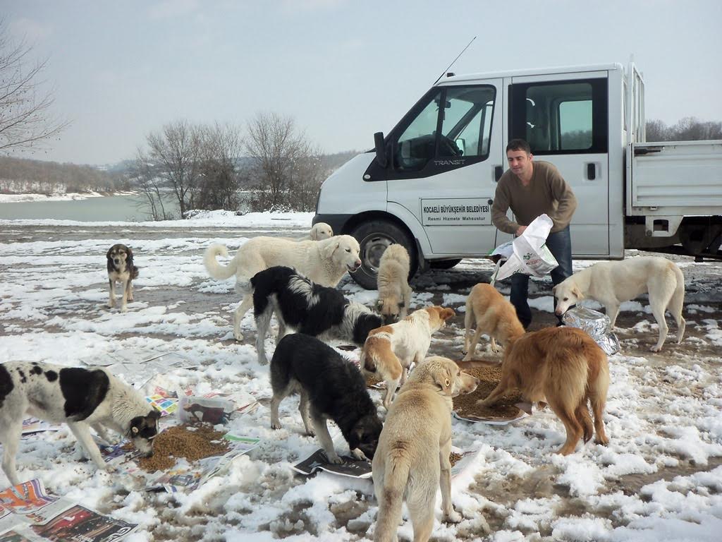 Bin 10 sokak hayvanı yuvaya kavuştu!