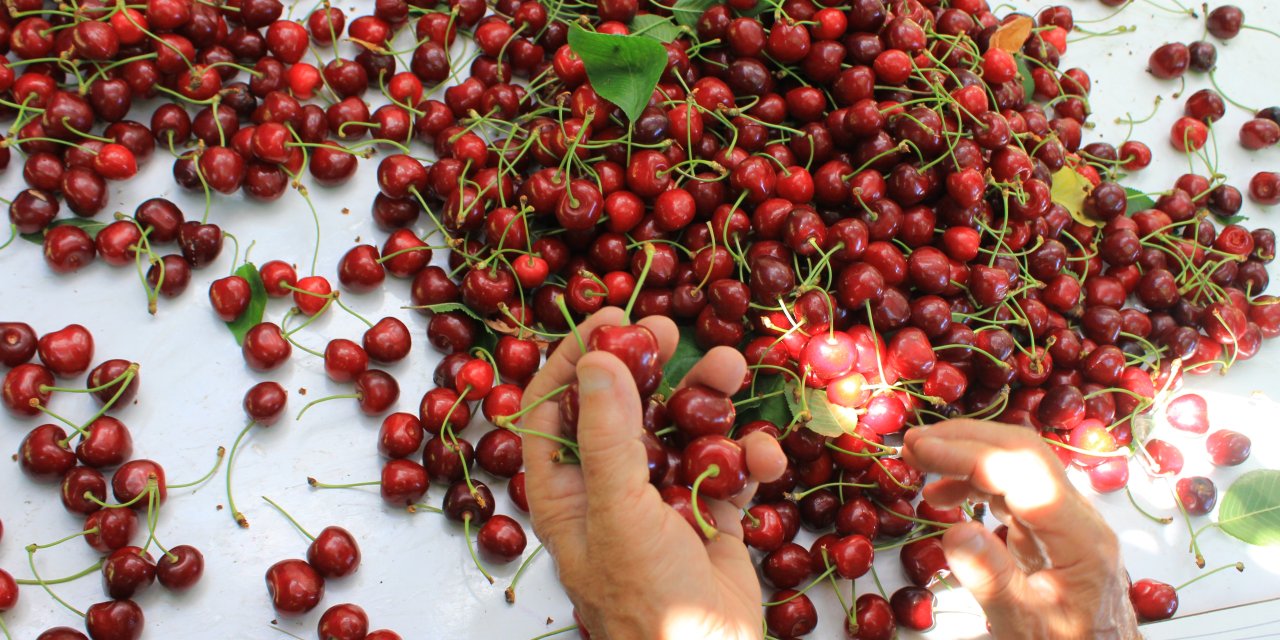 ABD ve Avrupa kirazda bu   aromayı özellikle istiyor