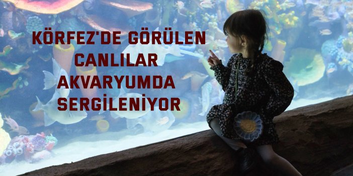 Körfez'de görülen canlılar   akvaryumda sergileniyor