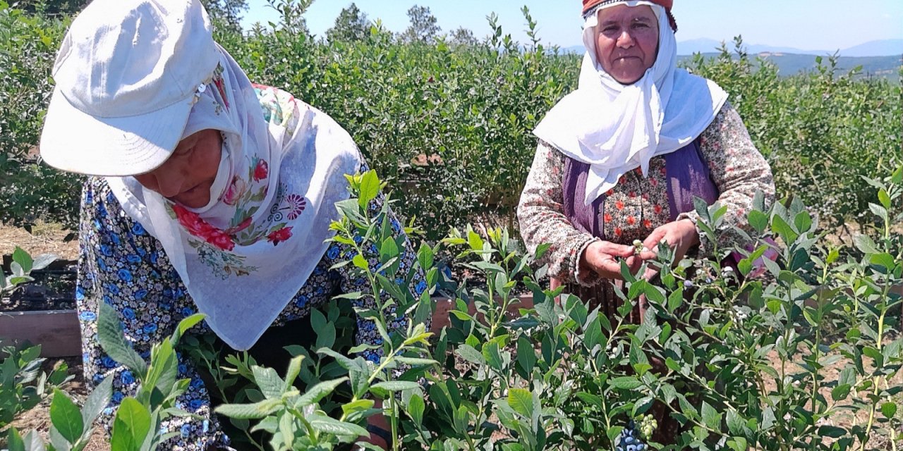 Bu yıl ilk hasatta 6 ton  yaban mersini bekleniyor