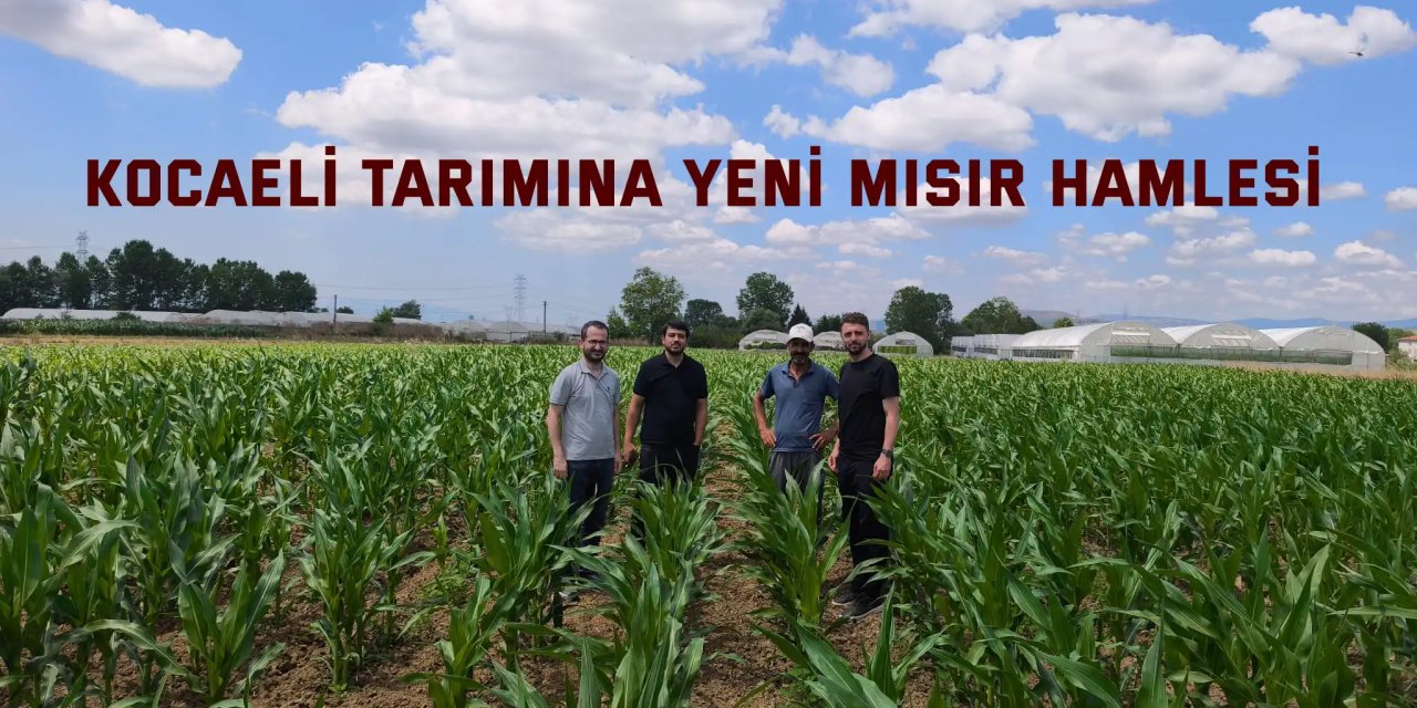 Kocaeli tarımına yeni mısır hamlesi