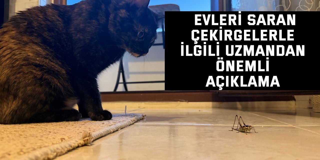 Evleri saran çekirgelerle ilgili uzmandan önemli açıklama