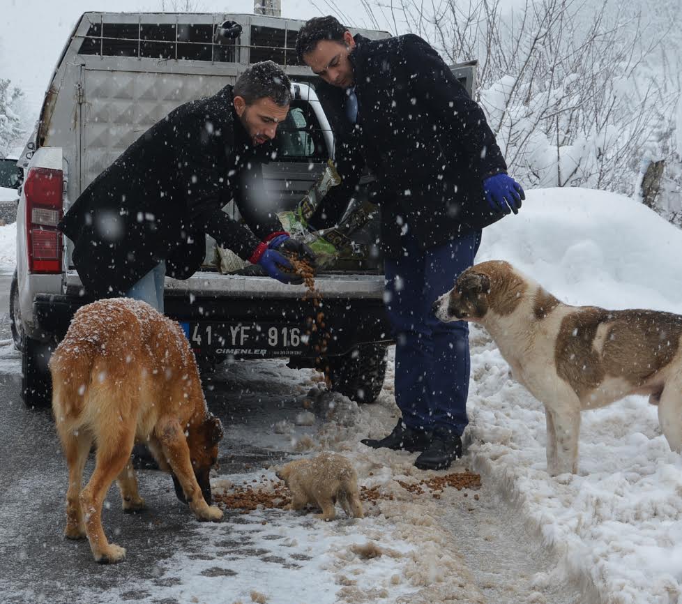 Sokak hayvanlarına sahip çıktılar