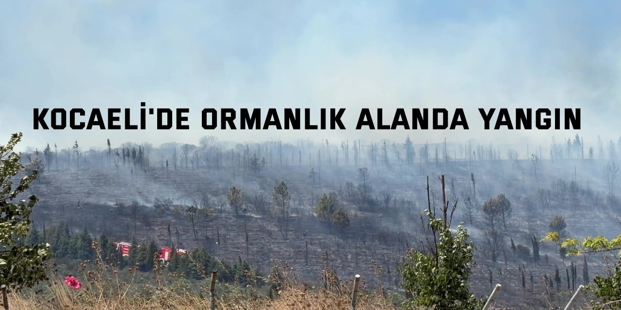 Kocaeli'de ormanlık alanda yangın
