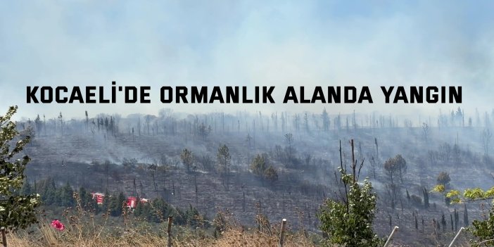 Kocaeli'de ormanlık alanda yangın