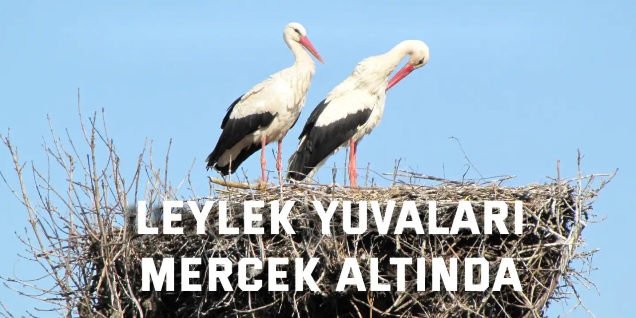 Leylek yuvaları mercek altında