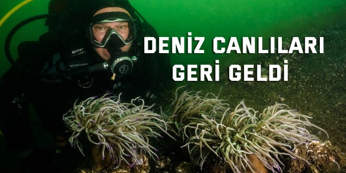 İzmit Körfezi adeta akvaryuma dönüştü: Deniz canlıları geri geldi