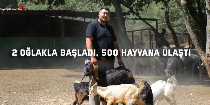 2 Oğlakla Başladı,  500 Hayvana Ulaştı