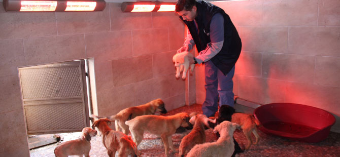 Hayvanlara sıcak ortam sağlanıyor