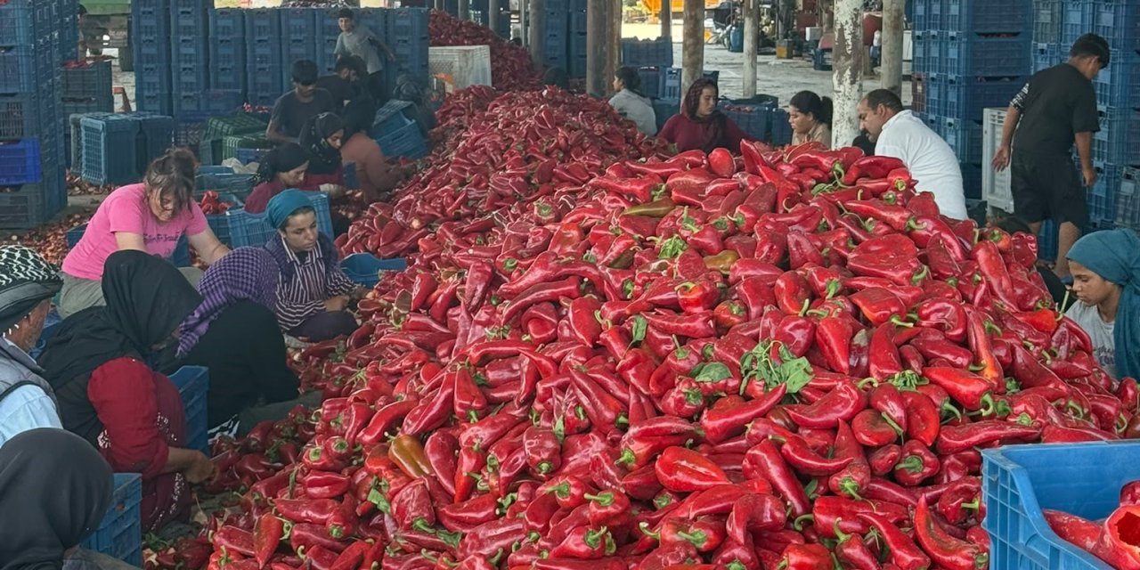 Kapya biberde fabrikaların   ürün alımını geciktirdiği iddiası