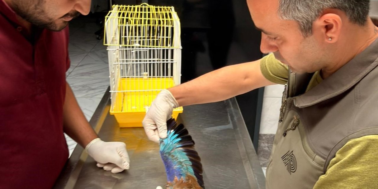 Kocaeli'de yaralı bulunan gökkuzgun kuşu tedaviye alındı