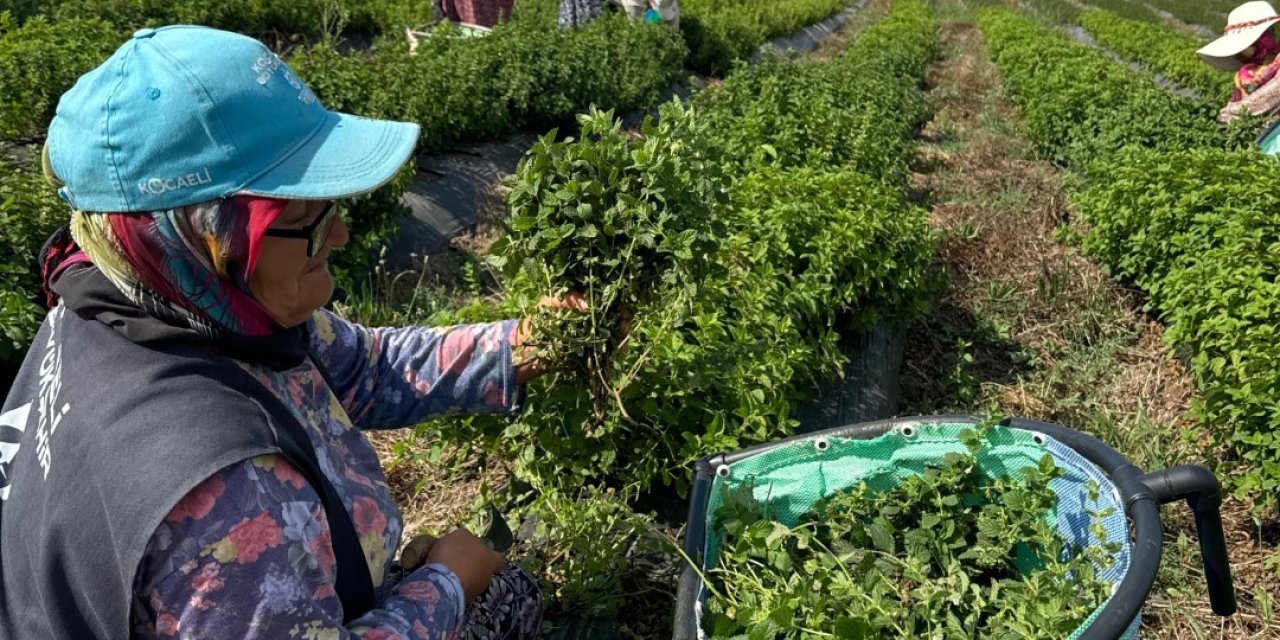 Kadın eliyle tarladan  markaya: Emeğin hasadı