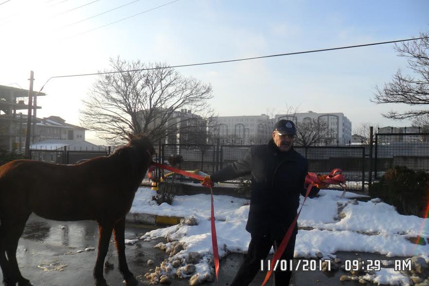 Sahipsiz hayvanlar toplanıyor