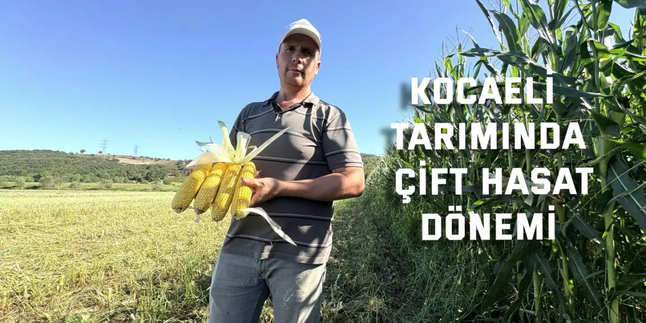 Kocaeli tarımında çift hasat dönemi