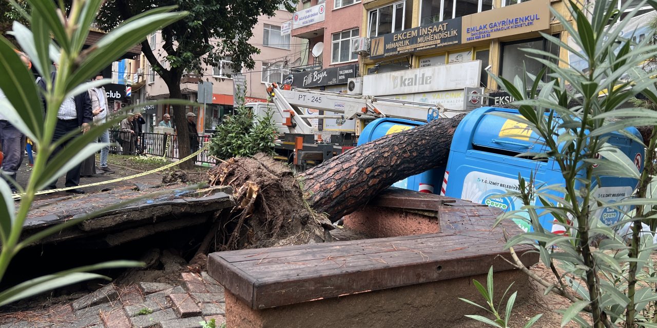 İzmit'te parkta ağaç devrildi