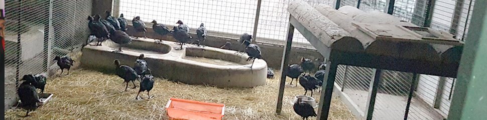 Karabatakların tedavisi sürüyor