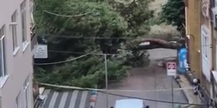 Parktaki Dev Ağaç Yola Devrildi!
