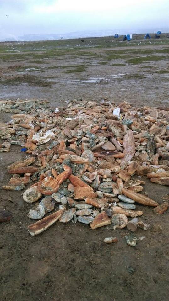 Hayvanlara küflenmiş ekmek bırakmayın!