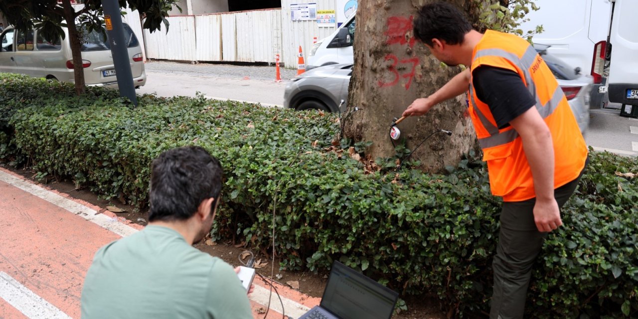 Asırlık ağaçlar tomografiyle incelenecek