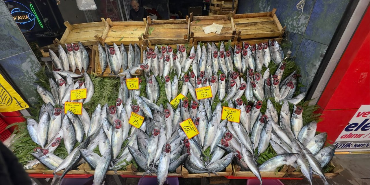 Balık severler bu habere dikkat! Palamut 50 TL