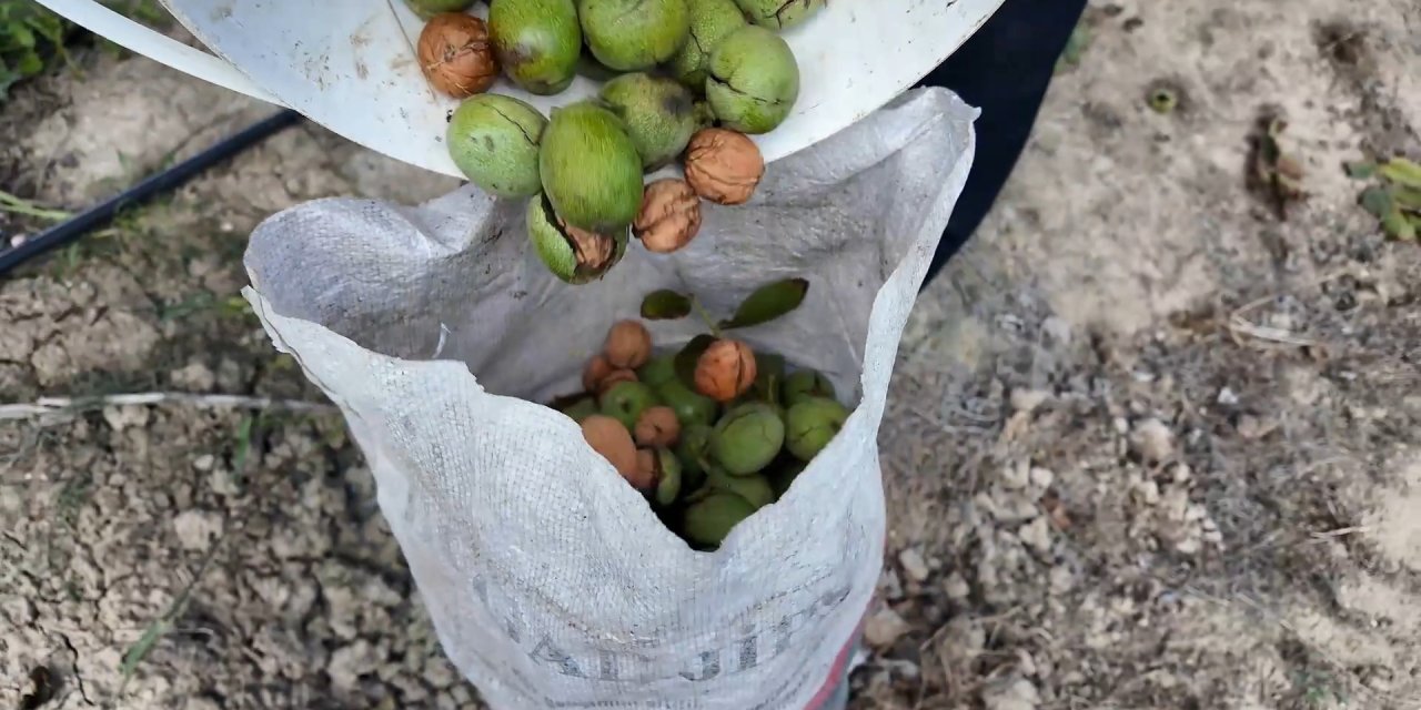 Ceviz hasadı başladı